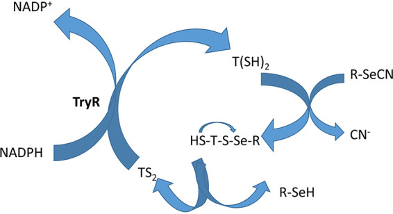 FIG 8