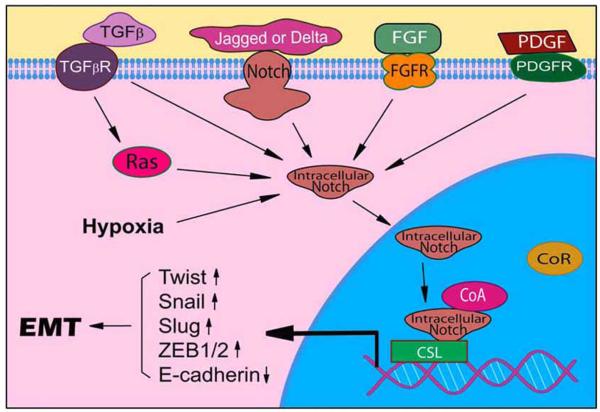 The Role of Notch Signaling Pathway in Epithelial-Mesenchymal ...