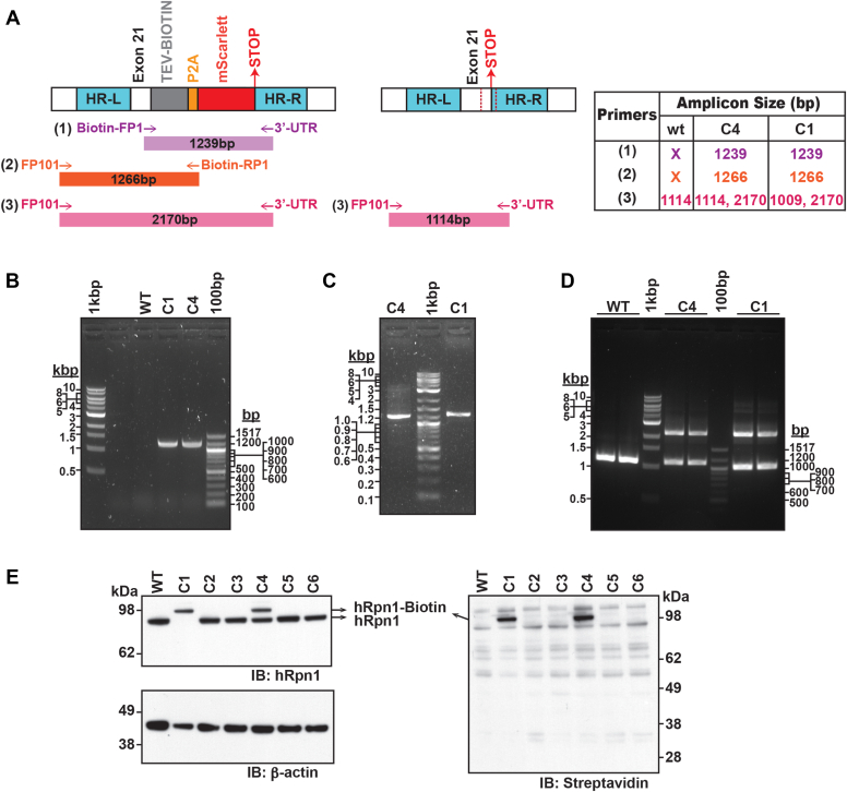 Figure 2