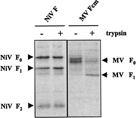 FIG. 4.