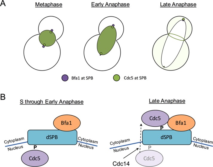 FIGURE 7: