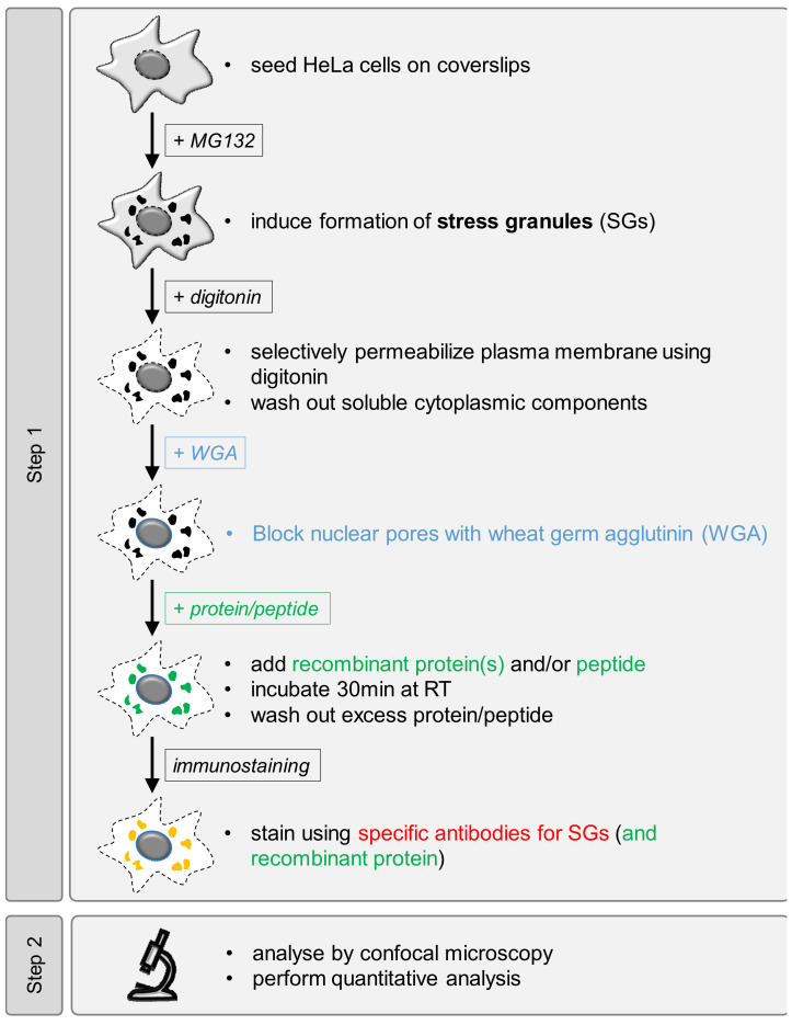 Workflow overview for analysis of SG recruitment of recombinant proteins or peptides in semi-permeabilized cells