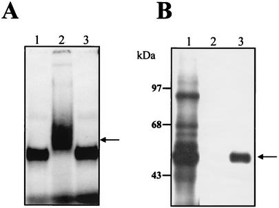 FIG. 5.