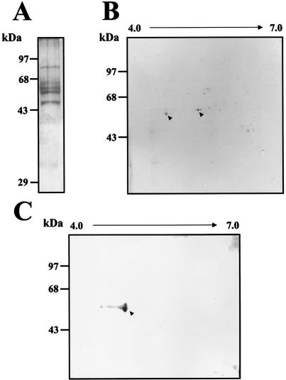 FIG. 8.