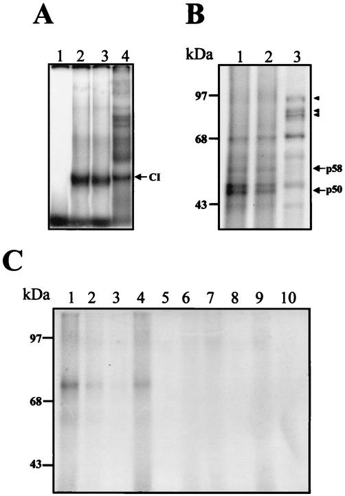 FIG. 7.