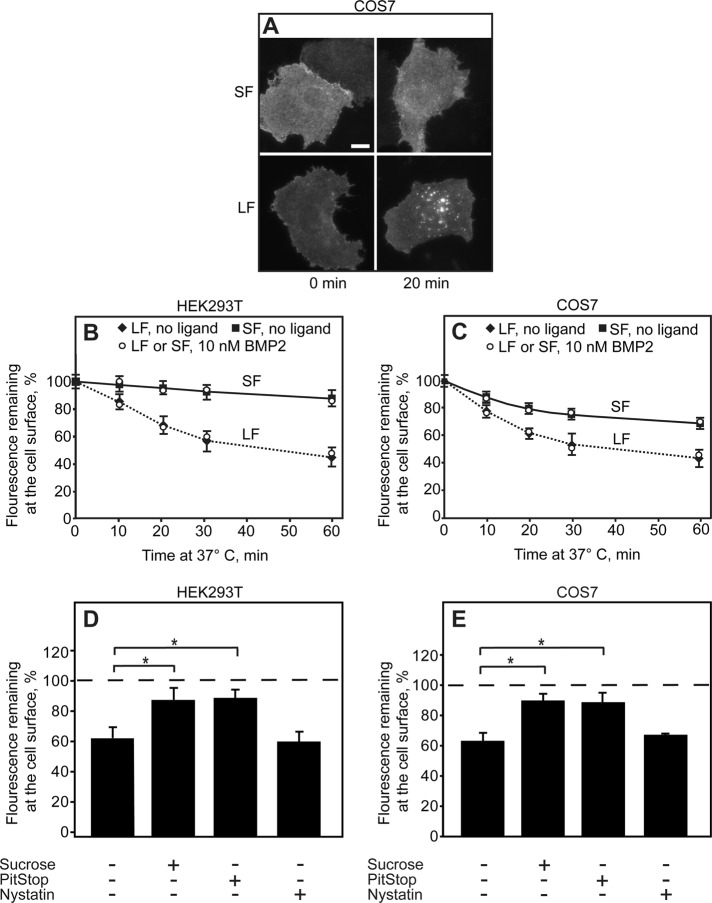 FIGURE 5: