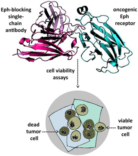 graphic file with name nihms-1512638-f0001.jpg