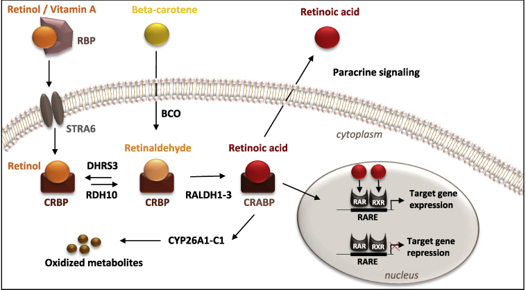 Figure 1