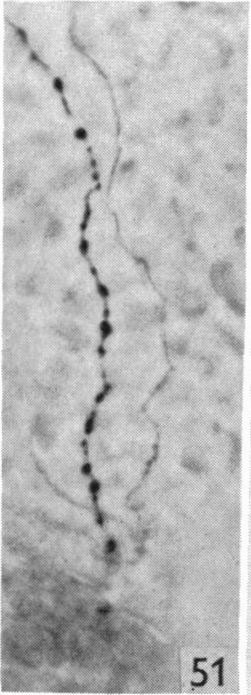 Fig. 51