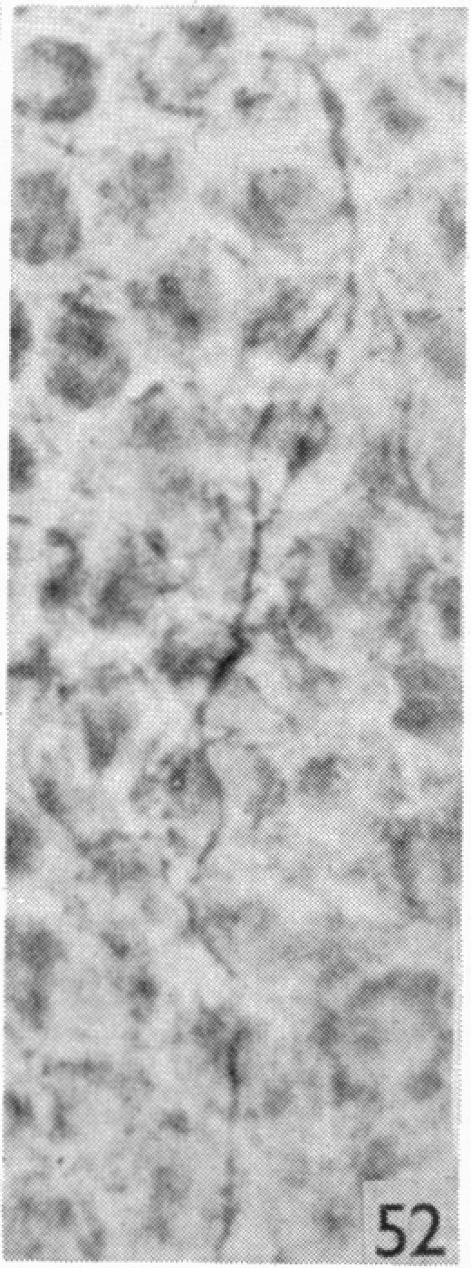 Fig. 52