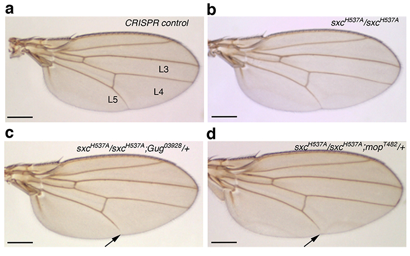 Figure 4