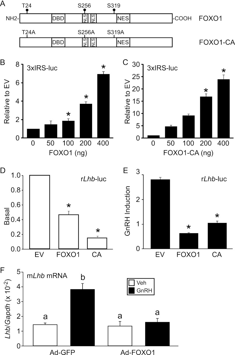 FIGURE 4.