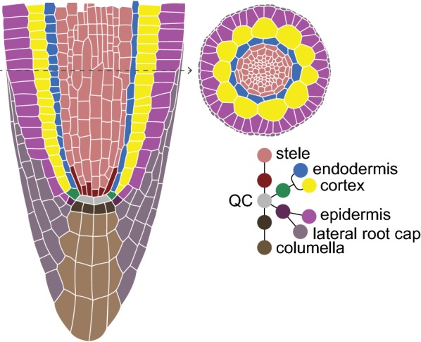 Fig. 1