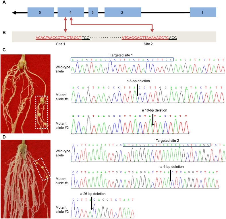 FIGURE 3