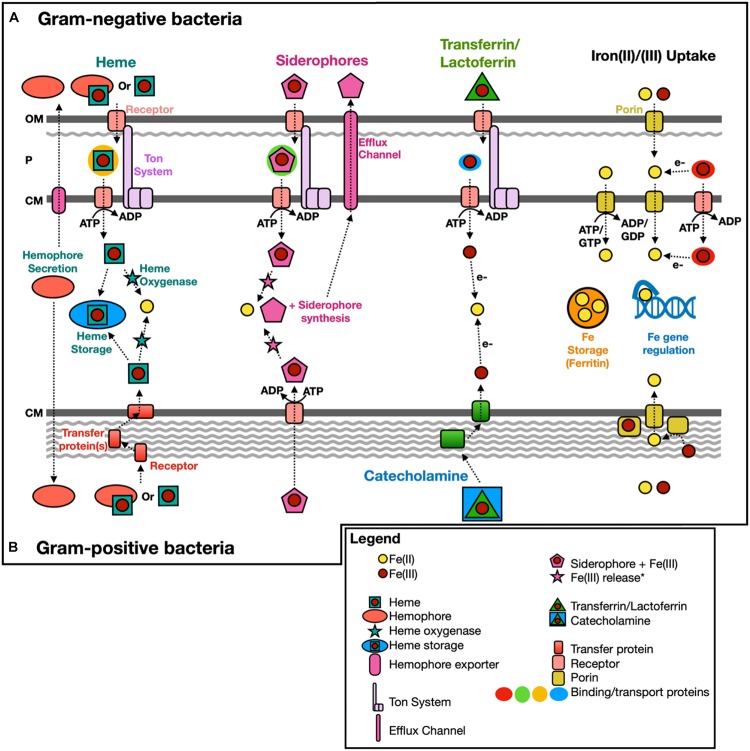 FIGURE 2