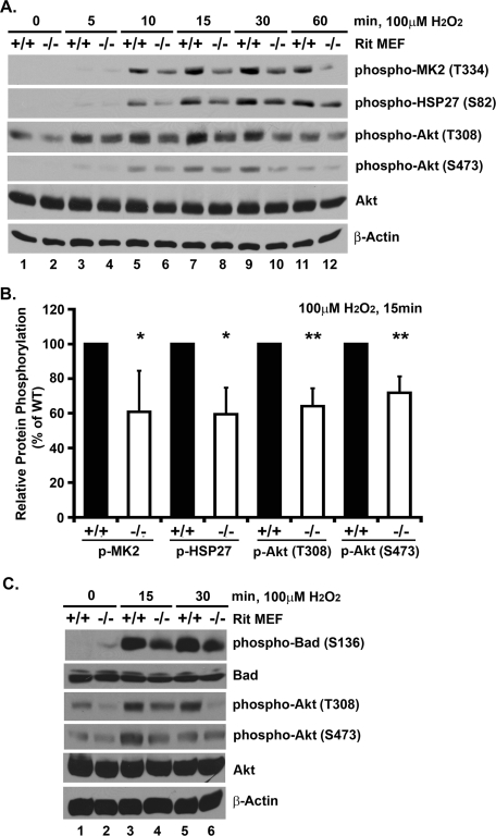 FIGURE 5: