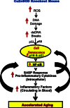 fx1