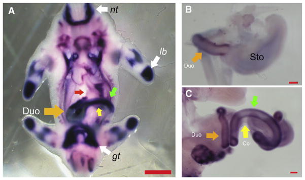 Fig 1