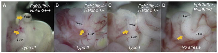 Fig 5