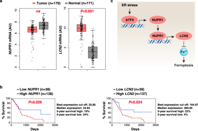 NUPR1 is a critical repressor of ferroptosis - PMC