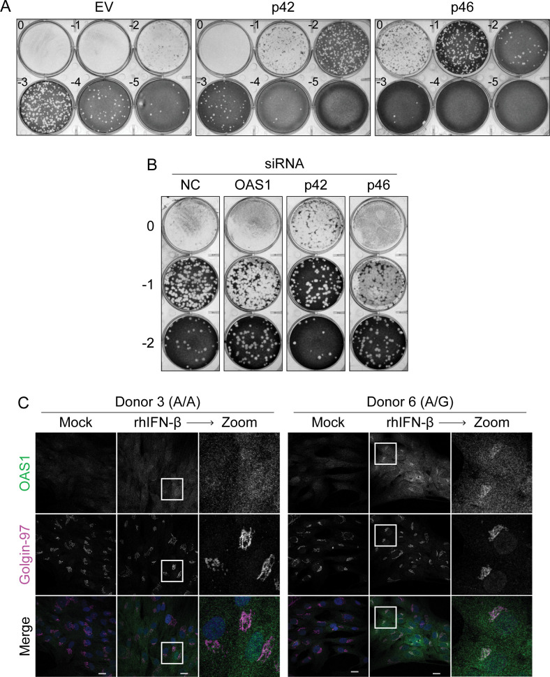 Figure 2—figure supplement 1.