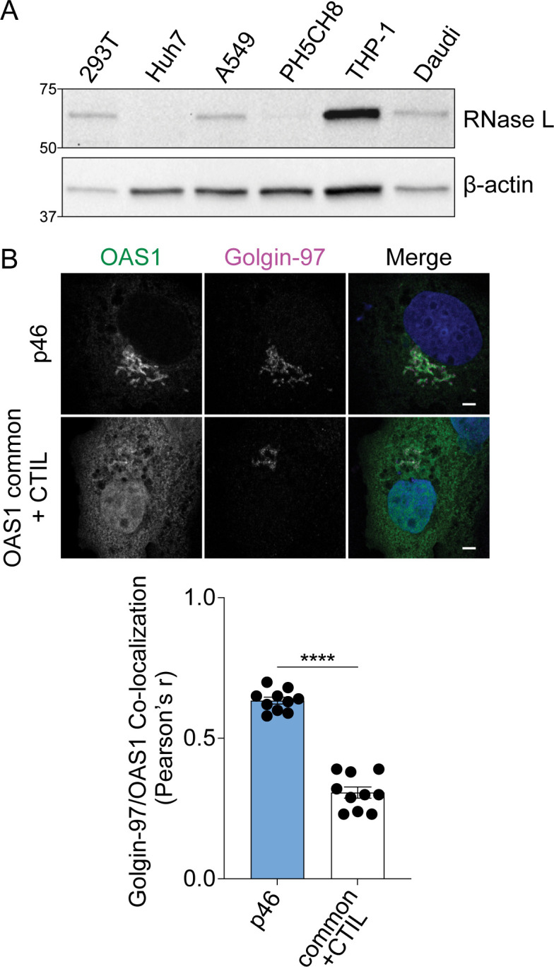 Figure 4—figure supplement 1.