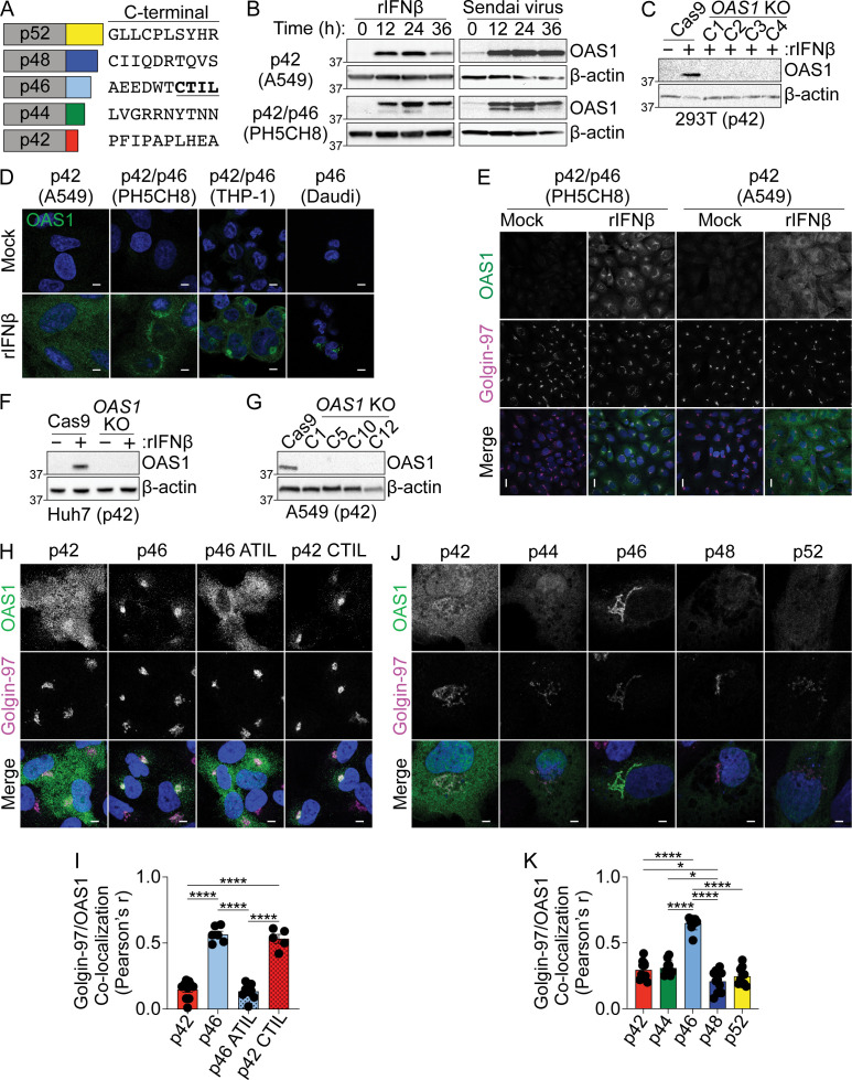 Figure 1—figure supplement 2.