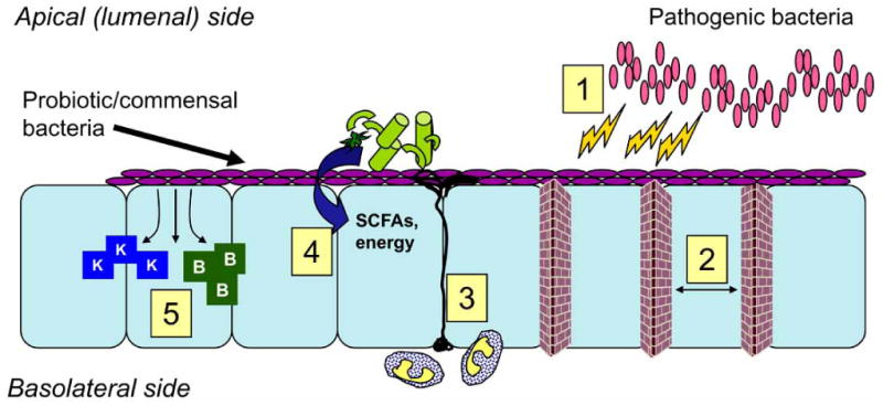 Fig. (1)