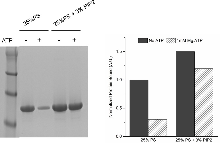 Figure 3—figure supplement 1.