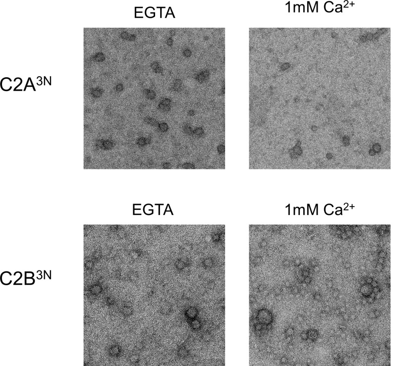 Figure 4—figure supplement 3.