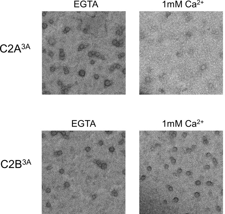 Figure 4—figure supplement 2.