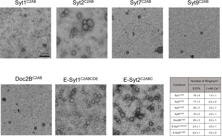 Figure 1—figure supplement 2.