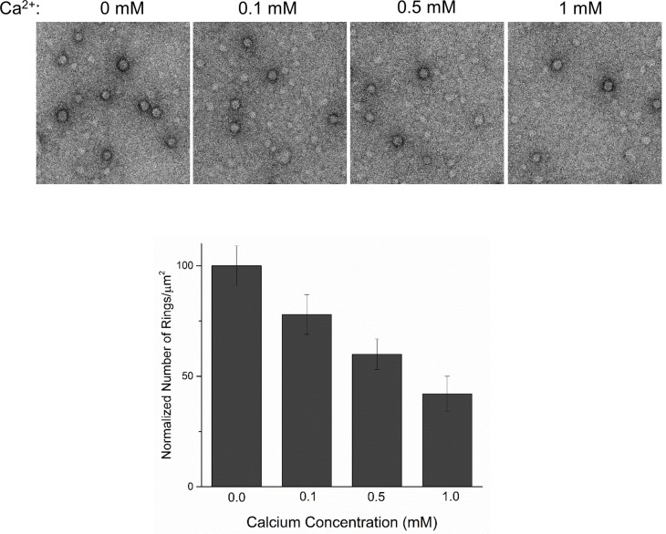 Figure 4—figure supplement 1.