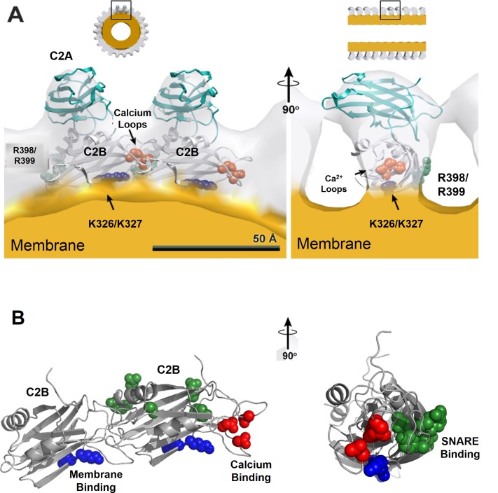 Figure 5—figure supplement 1.