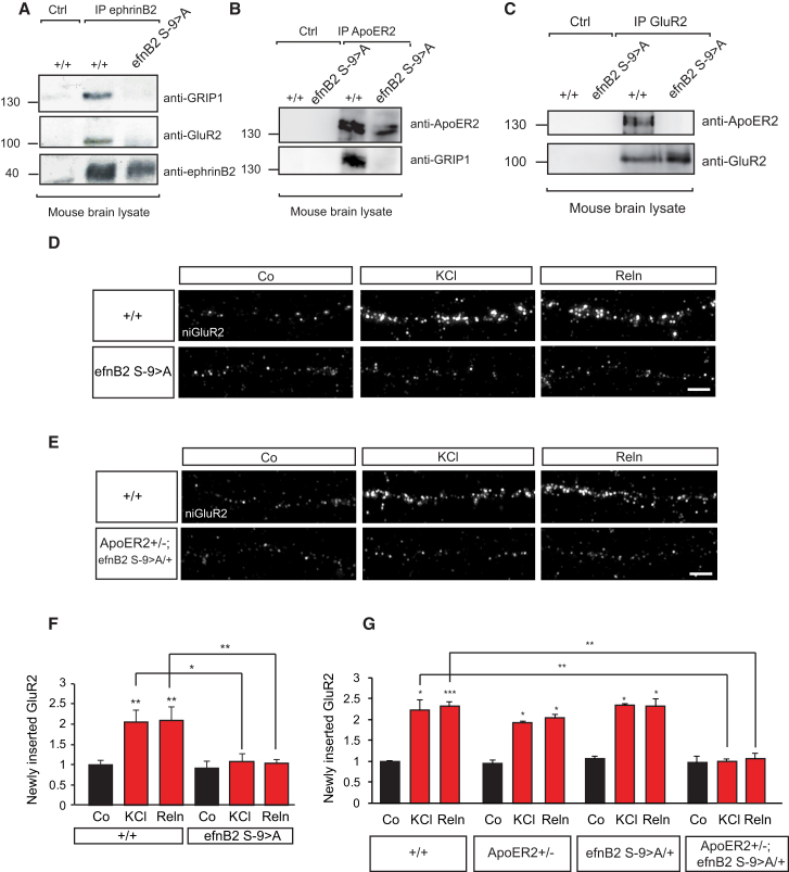 Figure 6