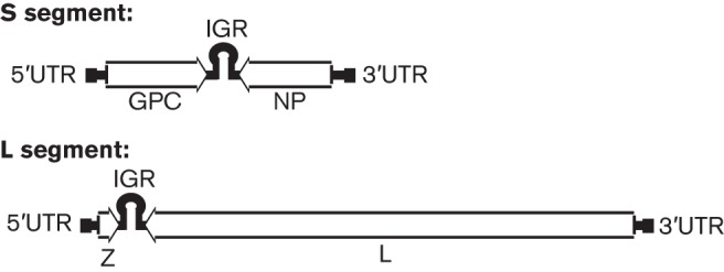 Fig. 1. 