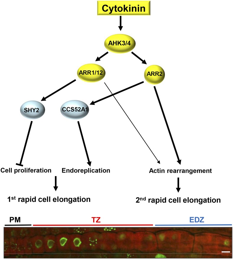 Figure 7.