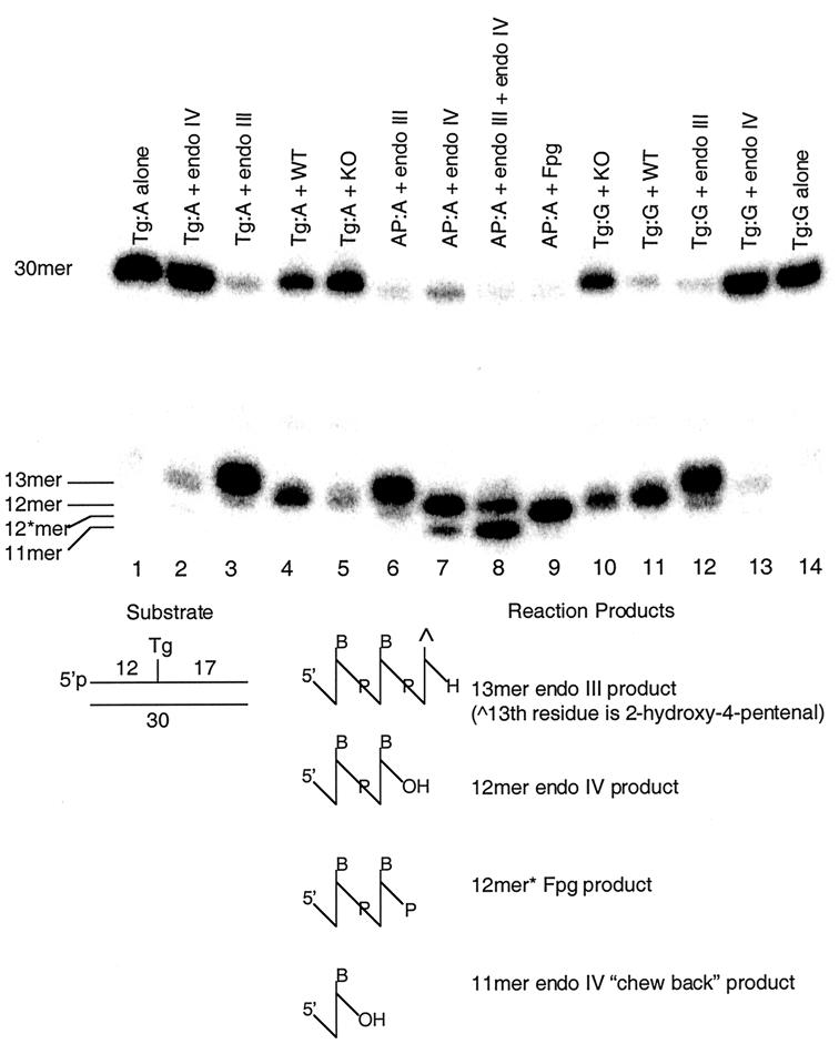 FIG. 5.