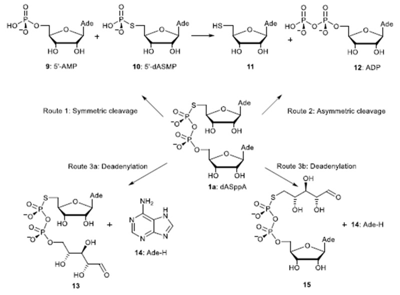 Scheme 2