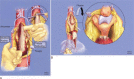 Fig. (8)