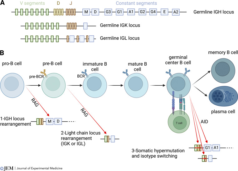 Figure 1.