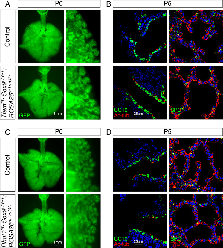 Figure 3—figure supplement 2.