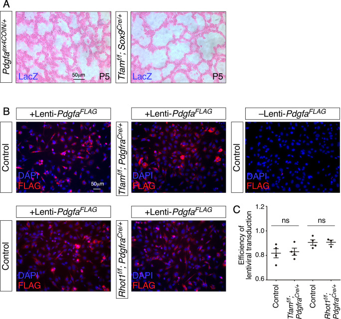 Figure 4—figure supplement 1.