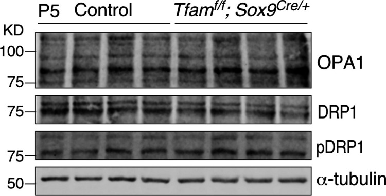 Figure 3—figure supplement 4.