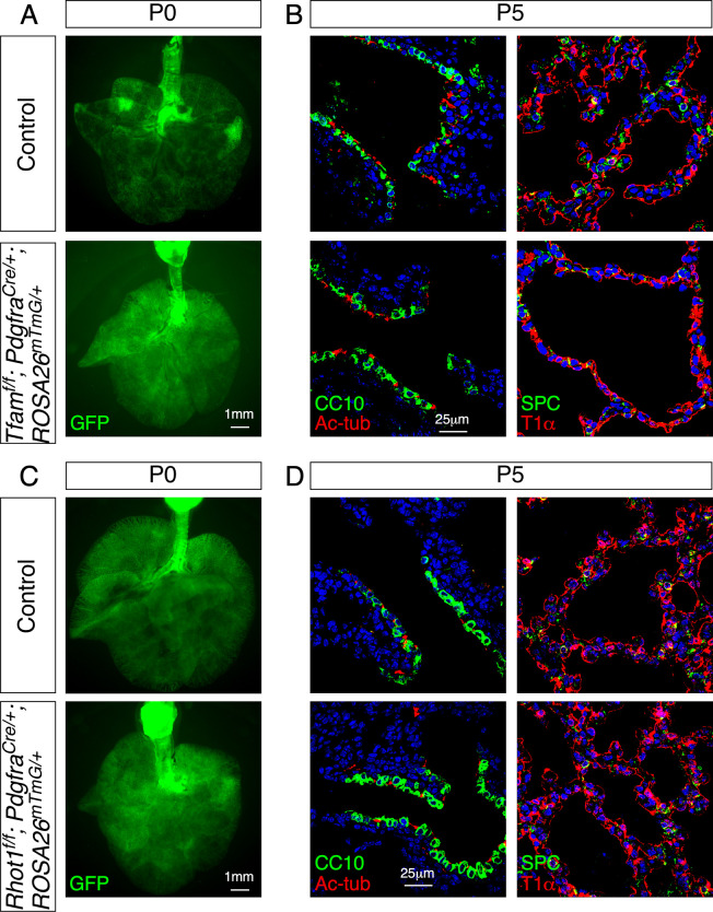 Figure 5—figure supplement 1.