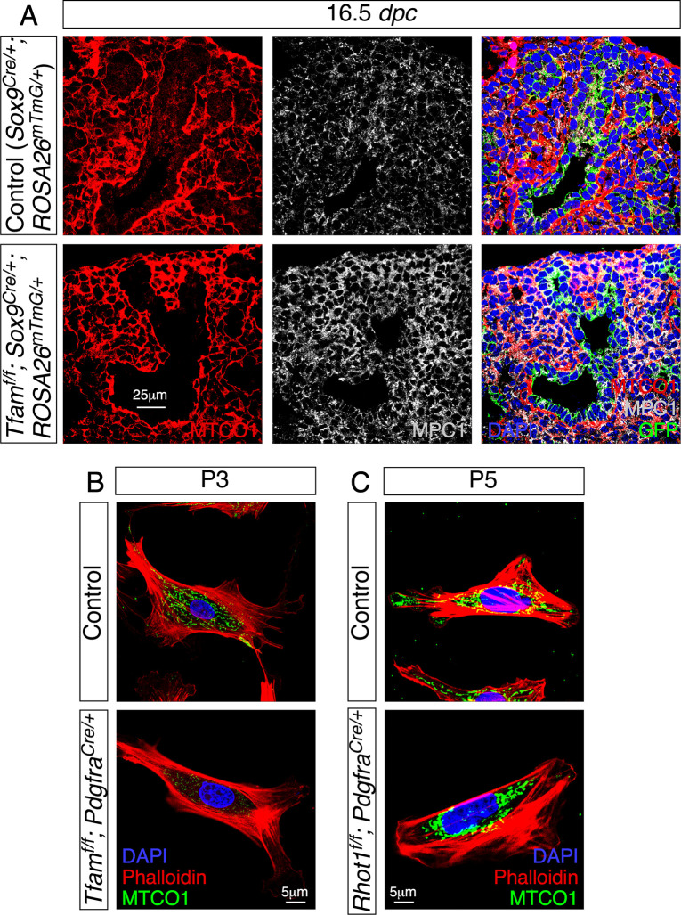 Figure 3—figure supplement 1.