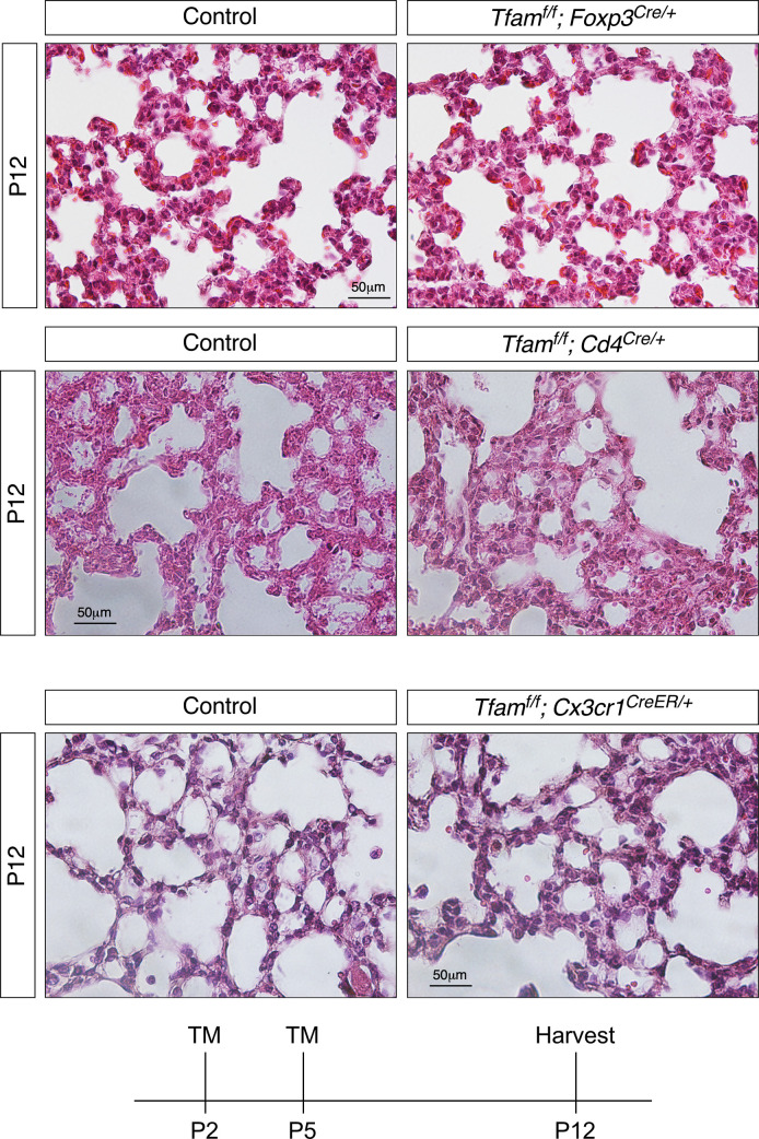 Figure 3—figure supplement 5.