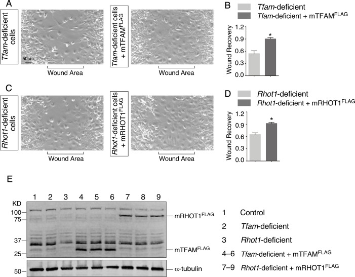 Figure 6—figure supplement 2.