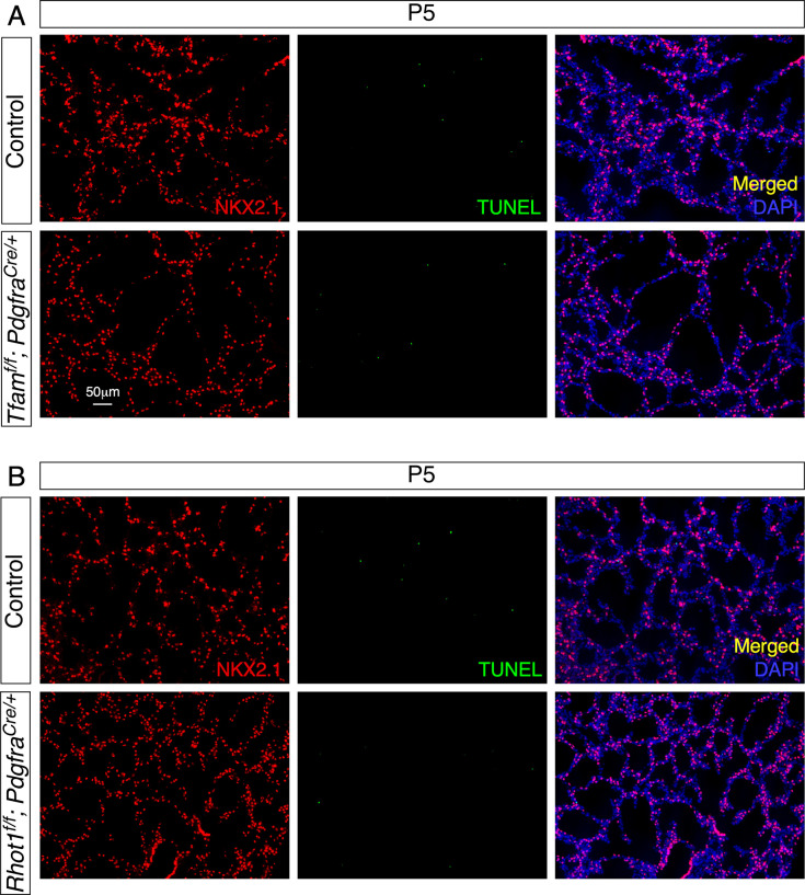 Figure 5—figure supplement 2.