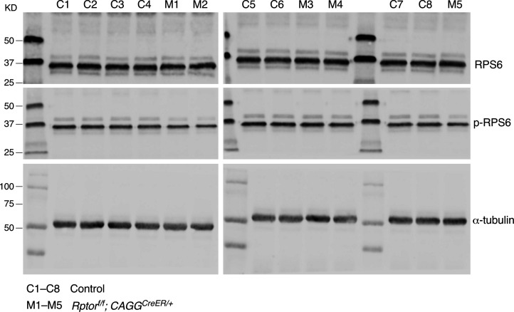 Figure 7—figure supplement 1.